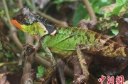 柳州云南南滚河保护区首次发现红唇棘蜥