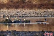 柳州歙县完成安徽首个县域生物多样性调查 共记录物种近4千种