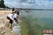 柳州云南江川举行增殖放流活动 逾54万尾鱼游入星云湖